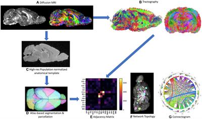 Apolipoprotein-E deficiency leads to brain network alteration characterized by diffusion MRI and graph theory